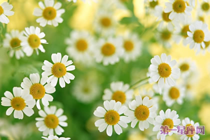 雏菊的花语：纯洁的美、天真、幼稚、快活