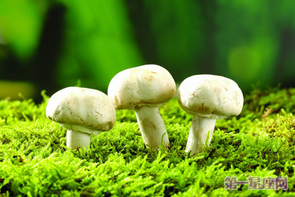 花语：蘑菇，生日花语左右为难