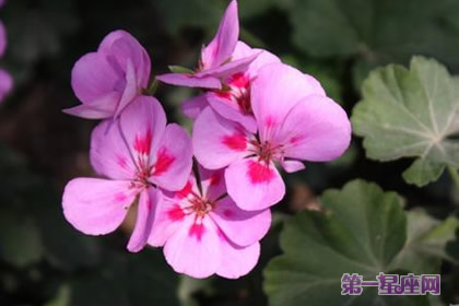 粉色紫罗兰花语