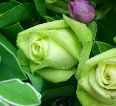 绿玫瑰花语是什么？