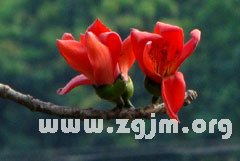 木棉花的花语
