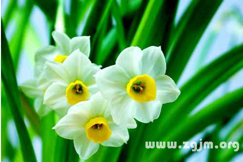 水仙花的花语