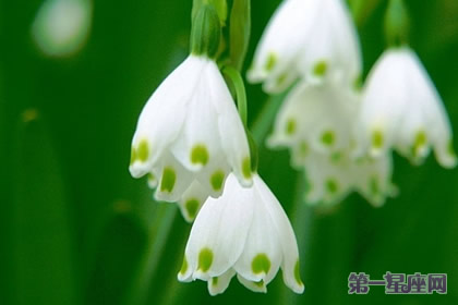 12月29日花语：白色石南，生日花语持久