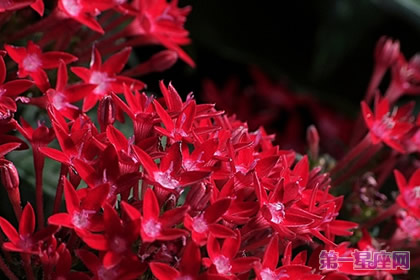 12月20日生日花语：雨伞花，生日花语正统性