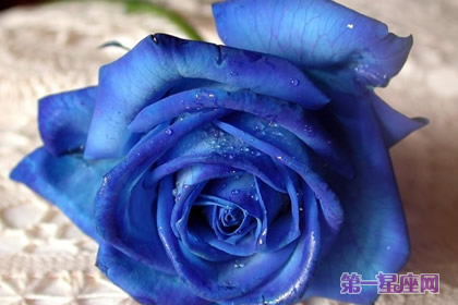 蓝色蔷薇