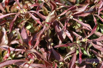 五色苋的花语：绝望的恋情