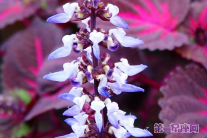 洋紫苏的花语：绝望的恋情