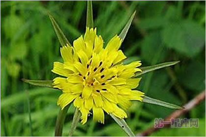 5月22花语：婆罗门菊，生日花语正义感