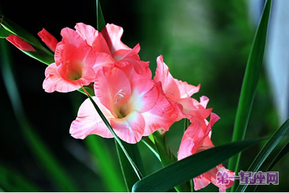 剑兰花花语：福禄、康宁永在