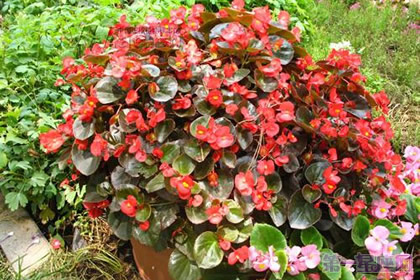 四季海棠的花语及传说