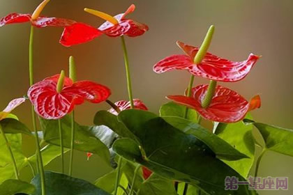 火鹤花的花语是什么