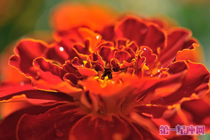 花语大全：孔雀草的花语是什么？