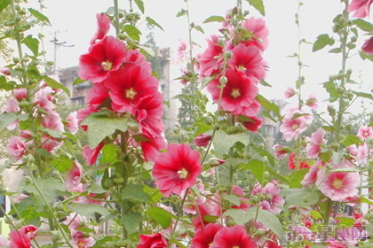 蜀葵的花语以及传说