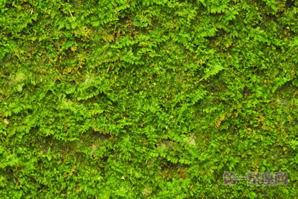 1月11日生日花：螺旋藓苔，生日花语安乐