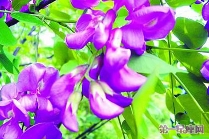 不常见的花与花语：刺槐花的花语