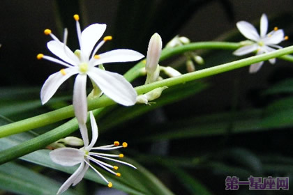 花语传说：金心吊兰花语及来源 