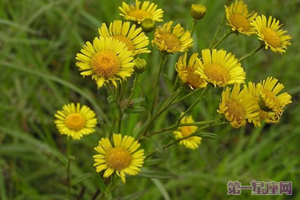 六月菊指的是大滨菊吗？它的花语是什么？