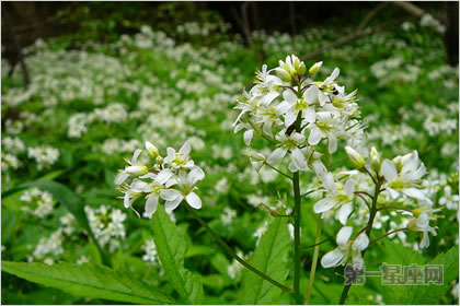3月30日花语：碎米荠，生日花语热情