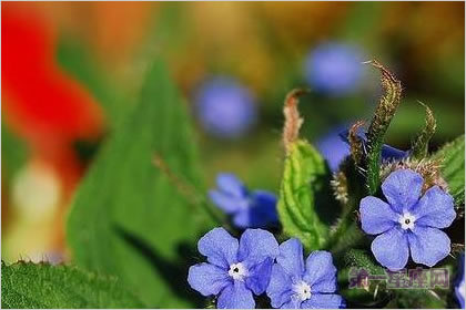 4月3日花语：绿朱草，生日花语伪装