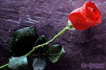 捷克的国花是什么？