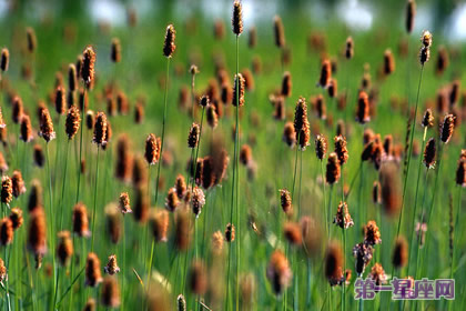 8月22日花语：猫尾草，生日花语恩惠