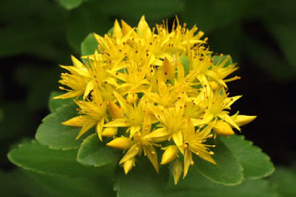 9月2日花语：秋麒麟草，生日花语闪耀