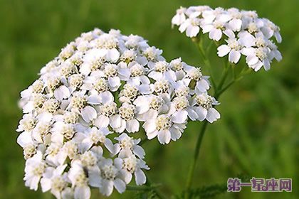 花语：西洋蓍草，生日花语粗心大意