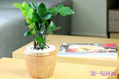 金钱树花语：招财进宝、荣华富贵