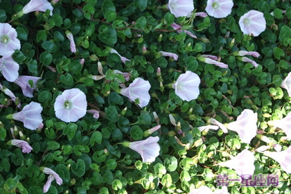 打碗花的花语是什么？