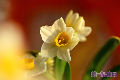 水仙花的花卉花语：纯洁和吉祥